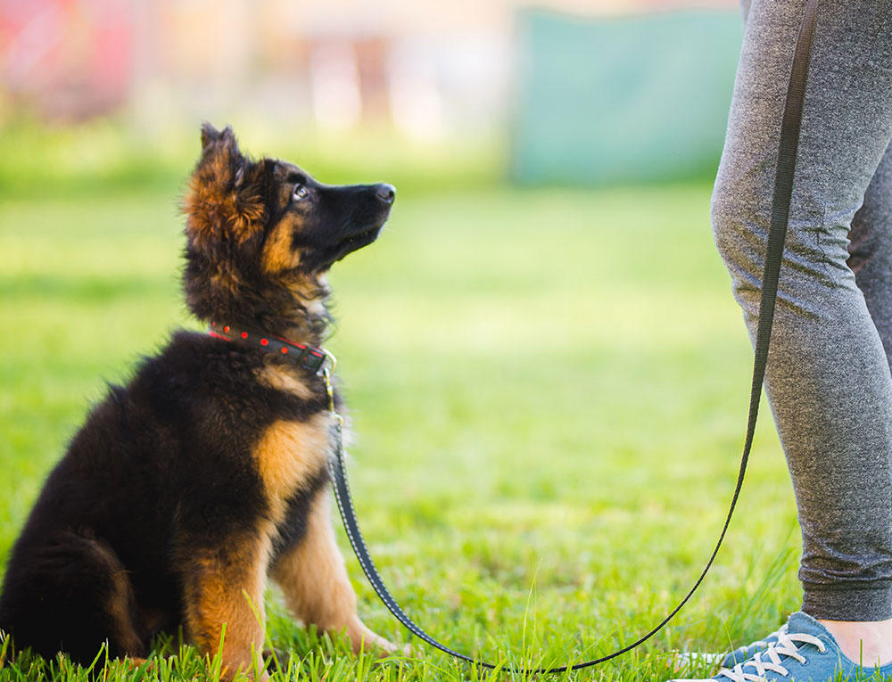 Puppy Classes Vet in Granger Morris Animal Hospital