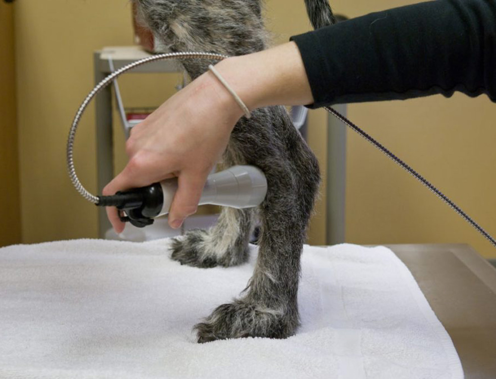 Laser Therapy Vet in Granger Morris Animal Hospital