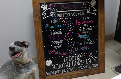 Bella - Morris Animal Hospital