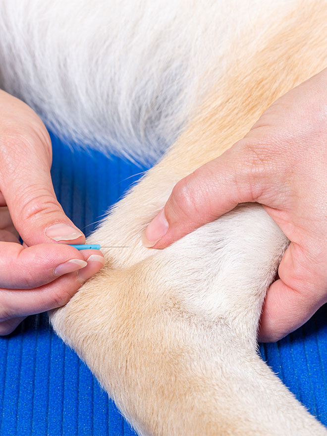 Medical Acupuncture Vet in Granger Morris Animal Hospital